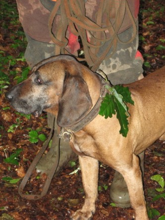 Hannoverscher Schwei&szlig;hund